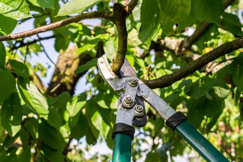 Tree-cutting-with-pruning-shears-image