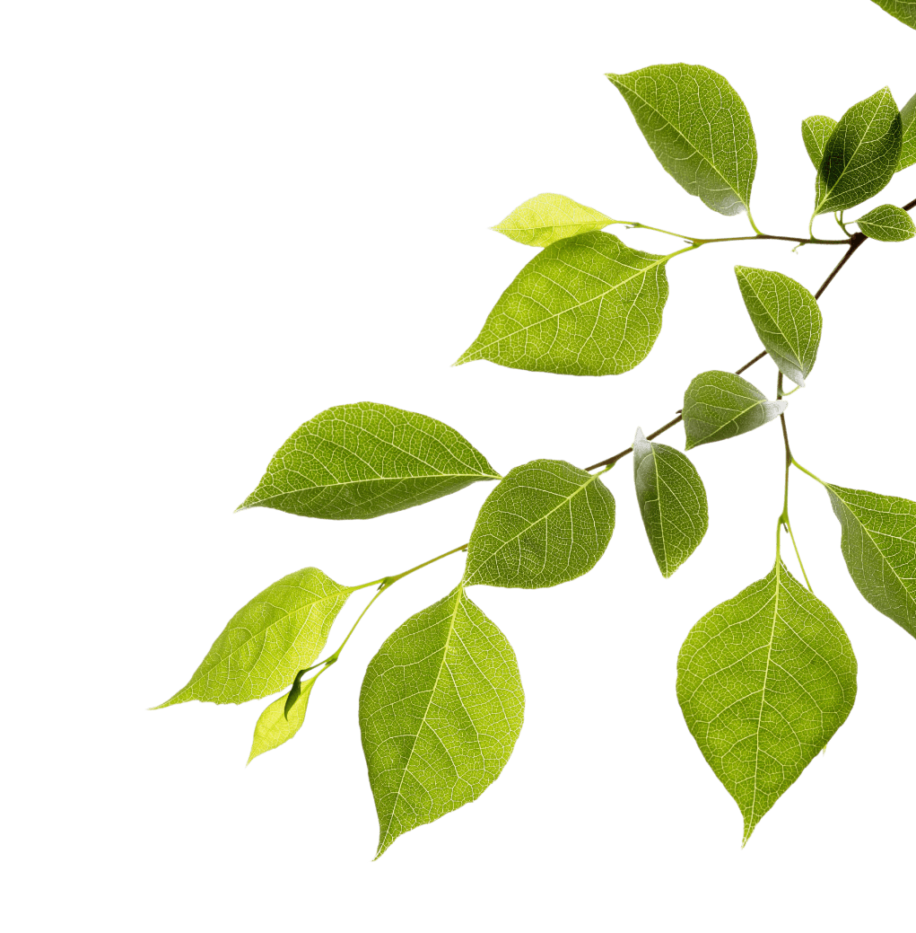 banner-leaves