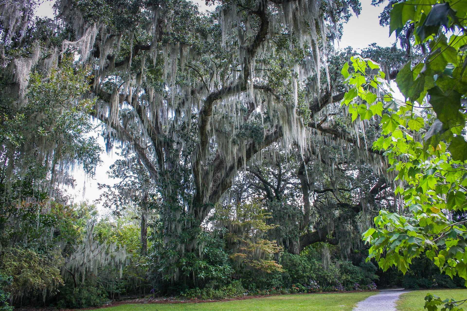 spanish-moss-194509_1920