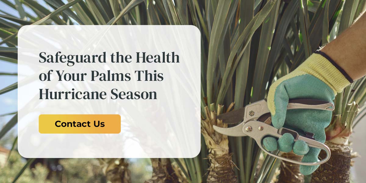 Safeguard the Health of Your Palms This Hurricane Season
