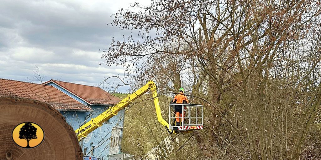 Questions To Ask Before Hiring A Tree Removal Company
