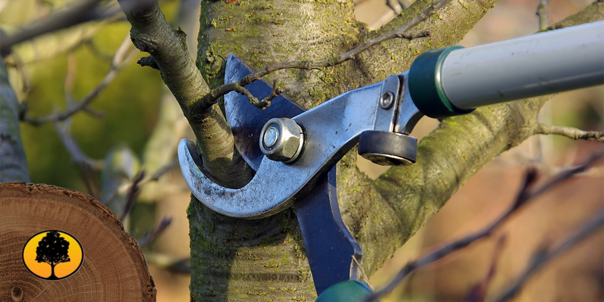 Expert tree trimming cost